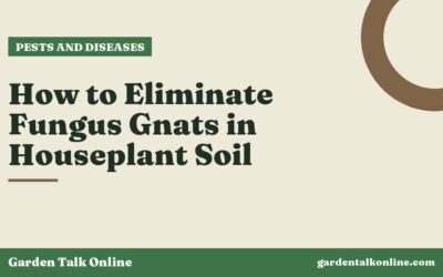 How to Eliminate Fungus Gnats in Houseplant Soil