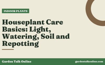 Houseplant Care Basics: Light, Watering, Soil and Repotting