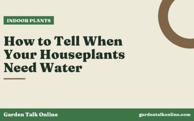 How to Tell When Your Houseplants Need Water