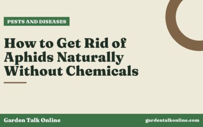 How to Get Rid of Aphids Naturally Without Chemicals