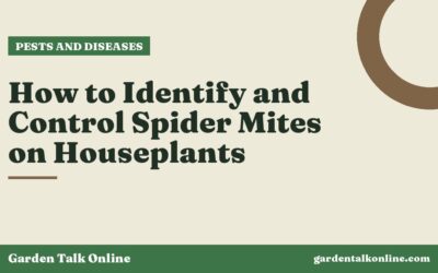 How to Identify and Control Spider Mites on Houseplants
