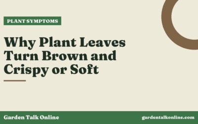 Why Plant Leaves Turn Brown and Crispy or Soft