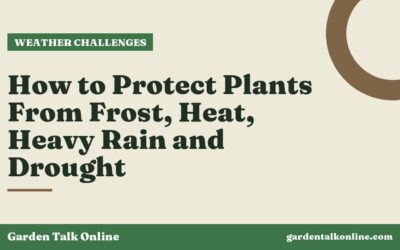 How to Protect Plants From Frost, Heat, Heavy Rain and Drought