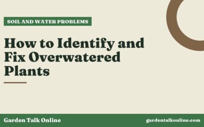 How to Identify and Fix Overwatered Plants