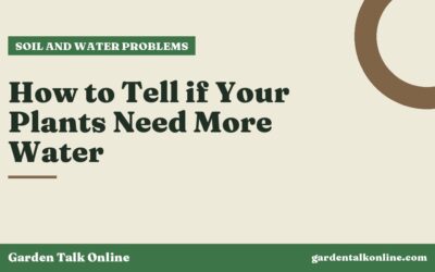 How to Tell if Your Plants Need More Water