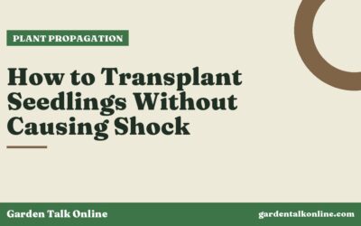 How to Transplant Seedlings Without Causing Shock