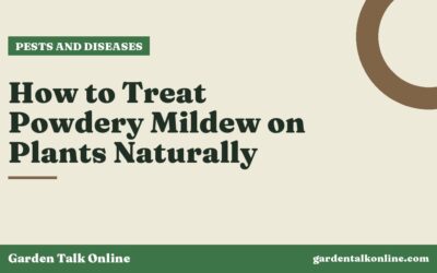 How to Treat Powdery Mildew on Plants Naturally