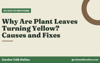 Why Are Plant Leaves Turning Yellow? Causes and Fixes