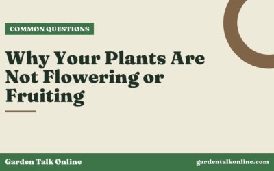 Why Your Plants Are Not Flowering or Fruiting