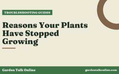 Reasons Your Plants Have Stopped Growing