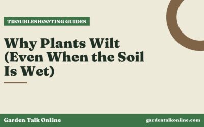 Why Plants Wilt (Even When the Soil Is Wet)